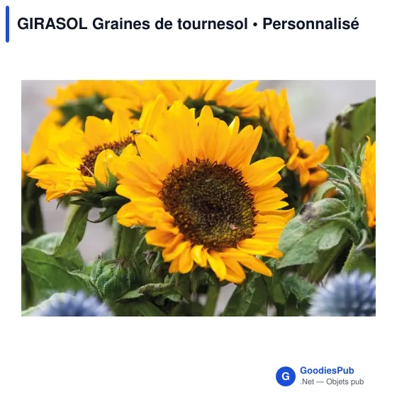 GIRASOL Graines de tournesol - Image 5